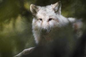 Arctic wolf behind branches photo