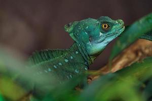 Plumed basilisk in terrarium photo