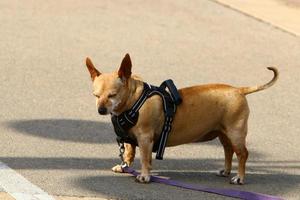 Dog on a walk in a city guy by the sea. photo