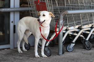 Dog on a walk in a city guy by the sea. photo