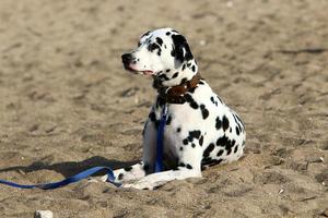 Dog on a walk in a city guy by the sea. photo