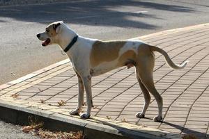 Dog on a walk in a city guy by the sea. photo