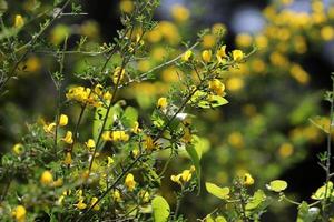 Summer flowers on trees in a city park in Israel. photo