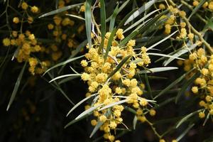 Summer flowers on trees in a city park in Israel. photo