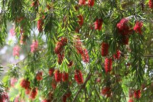 Summer flowers on trees in a city park in Israel. photo