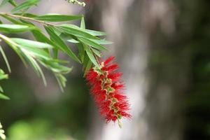 Summer flowers on trees in a city park in Israel. photo