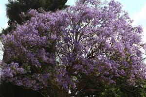 Summer flowers on trees in a city park in Israel. photo