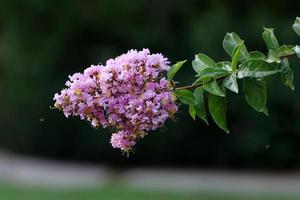 Summer flowers on trees in a city park in Israel. photo