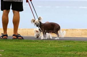 Dog on a walk in a city guy by the sea. photo