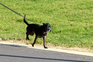 Dog on a walk in a city guy by the sea. photo