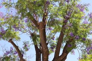 Summer flowers on trees in a city park in Israel. photo