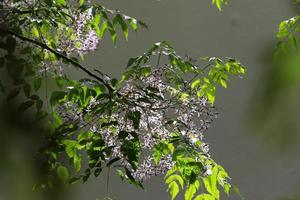 Summer flowers on trees in a city park in Israel. photo