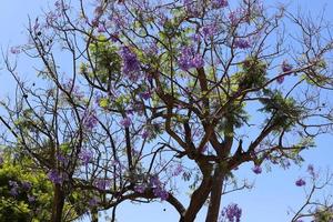 Summer flowers on trees in a city park in Israel. photo