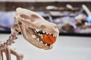 Skeleton of dinosaur sitting on stand with ball in his mouth photo