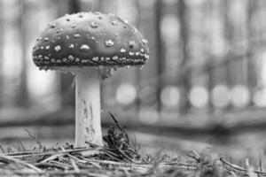 Toadstool en blanco y negro en el fondo de un bosque de coníferas en el bosque foto