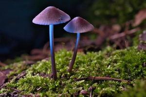 dos champiñones pequeños de filigrana sobre musgo con punto de luz en el bosque. suelo del bosque foto