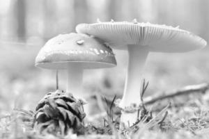 Toadstool in black white at the bottom of a coniferous forest in the woods photo