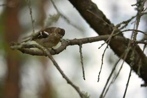 Chaffinch young on a branch in the forest. Brown, gray, green plumage. Songbird photo