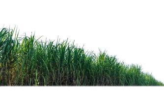 Sugar cane isolated on white background and cliping path photo