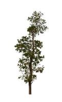 Tree that are isolated on a white background are suitable for both printing and web pages photo