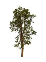 Tree that are isolated on a white background are suitable for both printing and web pages photo