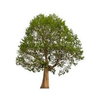 Tree that are isolated on a white background are suitable for both printing and web pages photo