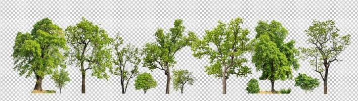 Green trees isolated on white background. forest and leaves in summer rows of trees and bushes photo