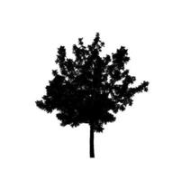 Isolated tree silhouette for brush on white background photo