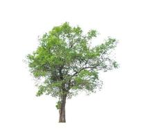 Tree that are isolated on a white background are suitable for both printing and web pages photo