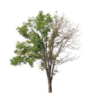 Tree that are isolated on a white background are suitable for both printing and web pages photo