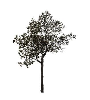 Tree that are isolated on a white background are suitable for both printing and web pages photo