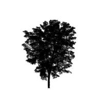 Isolated tree silhouette for brush on white background photo