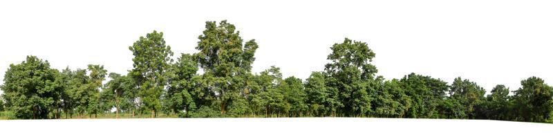 Forest and foliage in summer for both printing and web pages isolated on white background photo