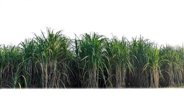 Sugar cane isolated on white background and cliping path photo