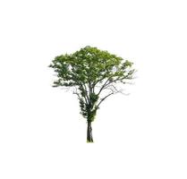 Tree that are isolated on a white background are suitable for both printing and web pages photo