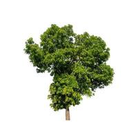 Tree that are isolated on a white background are suitable for both printing and web pages photo