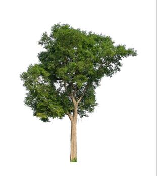 Tree that are isolated on a white background are suitable for both printing and web pages photo