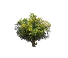 Tree that are isolated on a white background are suitable for both printing and web pages photo