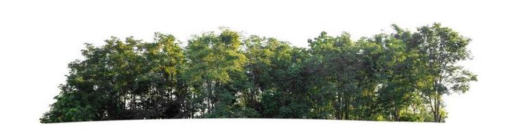 árboles verdes aislados sobre fondo blanco. bosque y hojas en hileras de árboles y arbustos de verano foto