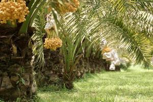 Beautiful yellow dates grown in Thailand can be eaten fresh. photo