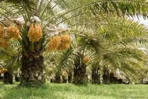 Beautiful yellow dates grown in Thailand can be eaten fresh. photo