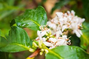 Flores de café con leche en plantación de árboles de hojas verdes de cerca foto