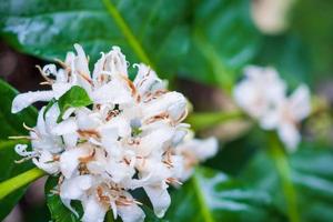 Flores de café con leche en plantación de árboles de hojas verdes de cerca foto