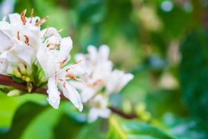 Flores de café con leche en plantación de árboles de hojas verdes de cerca foto