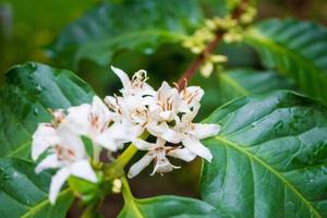 Flores de café con leche en plantación de árboles de hojas verdes de cerca foto