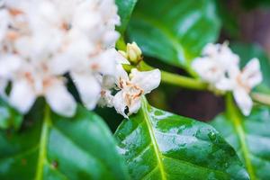 Flores de café con leche en plantación de árboles de hojas verdes de cerca foto