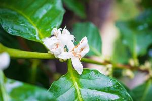 Flores de café con leche en plantación de árboles de hojas verdes de cerca foto