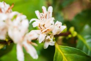 Flores de café con leche en plantación de árboles de hojas verdes de cerca foto