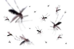 Flying mosquitoes isolated on white background photo