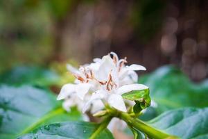 White coffee flowers in green leaves tree plantation close up photo